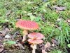 1_Image00004